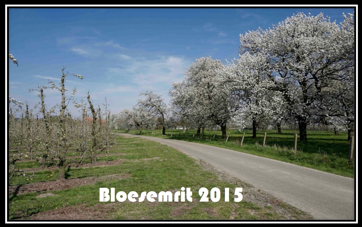 Bloesemrit 2015 01