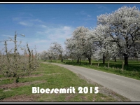 Bloesemrit 2015 01